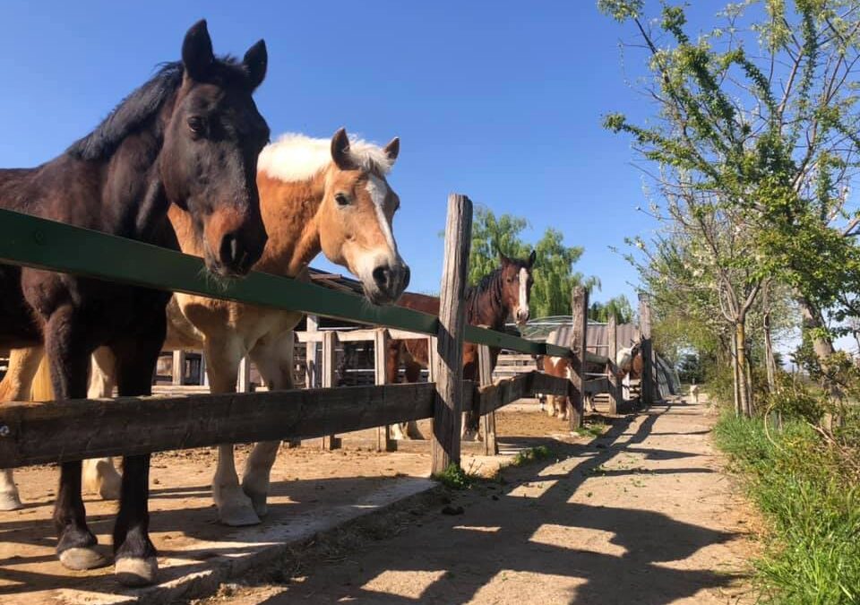 Riprendono le attività in fattoria dedicate al cavallo