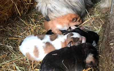 Cuccioli cercano casa