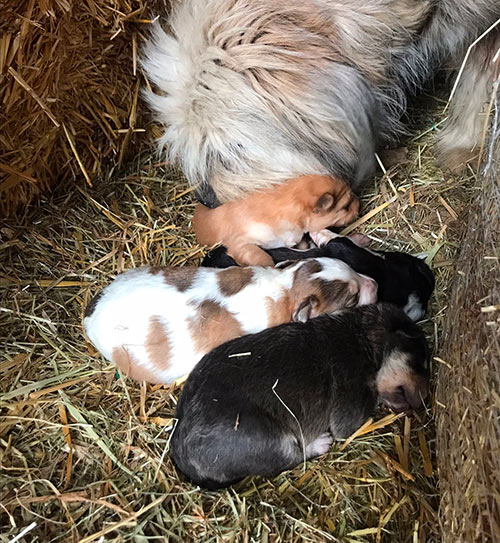 Cuccioli cercano casa