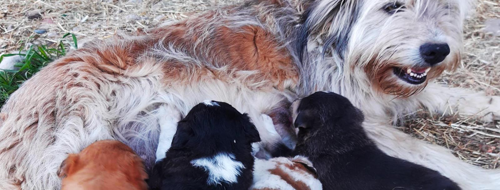 CUCCIOLI IN FATTORIA: domenica 30 aprile e lunedì 1 maggio
