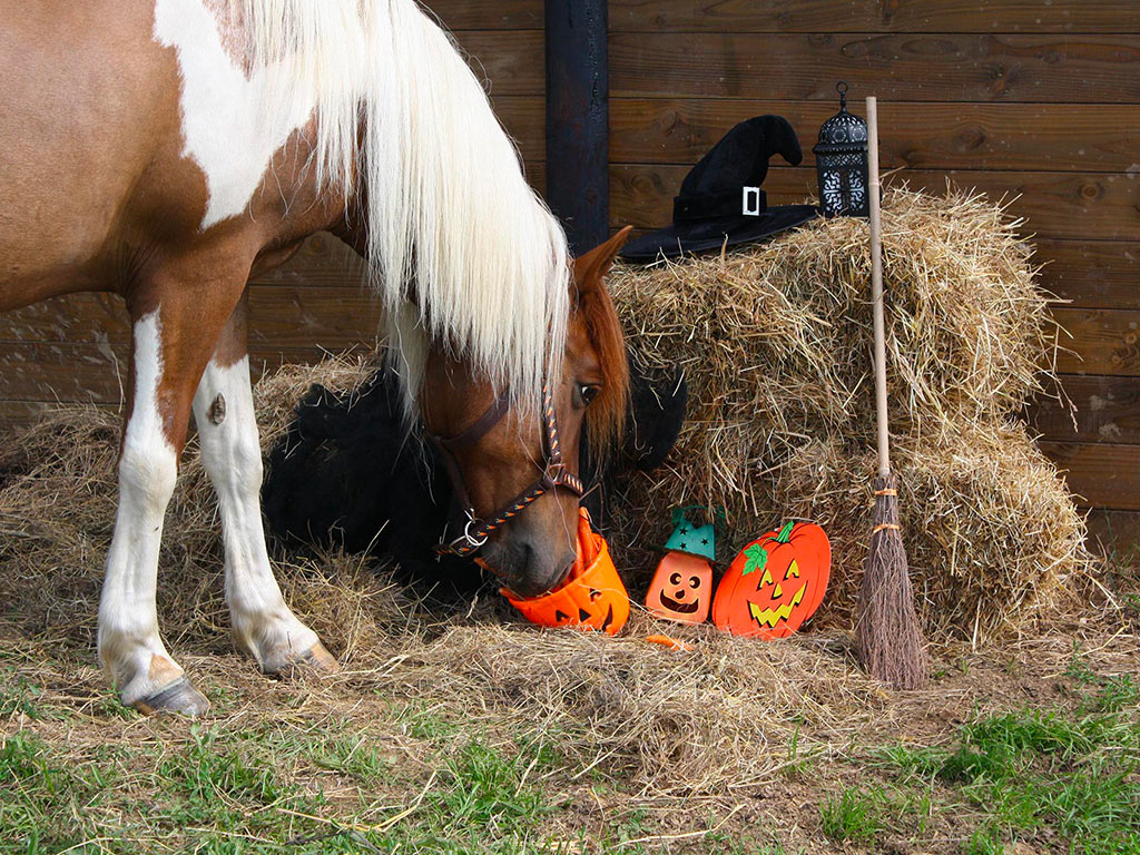 HALLOWEEN in fattoria - sabato 21, domenica 22, sabato 28 e domenica 29 ottobre 2023