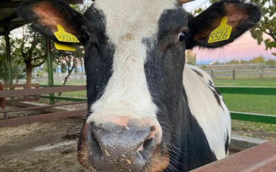 CARMEN: la vacca in fattoria più fortunata che ci sia