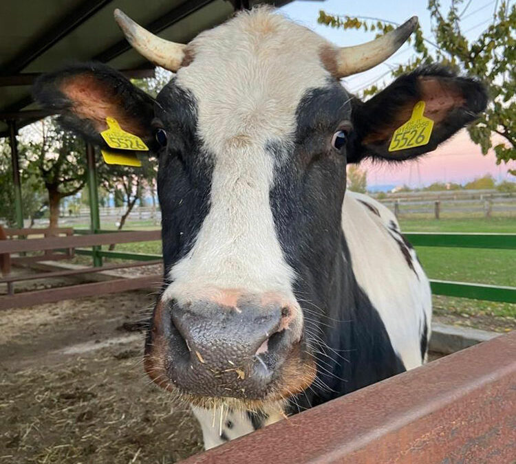 CARMEN: la vacca in fattoria più fortunata che ci sia