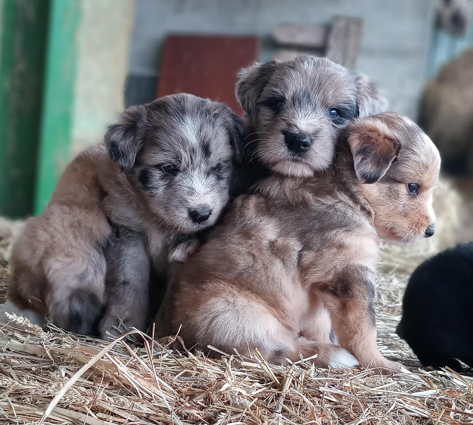 CUCCIOLI IN FATTORIA: sabato 9, domenica 10 ,17 e 24 marzo 2024