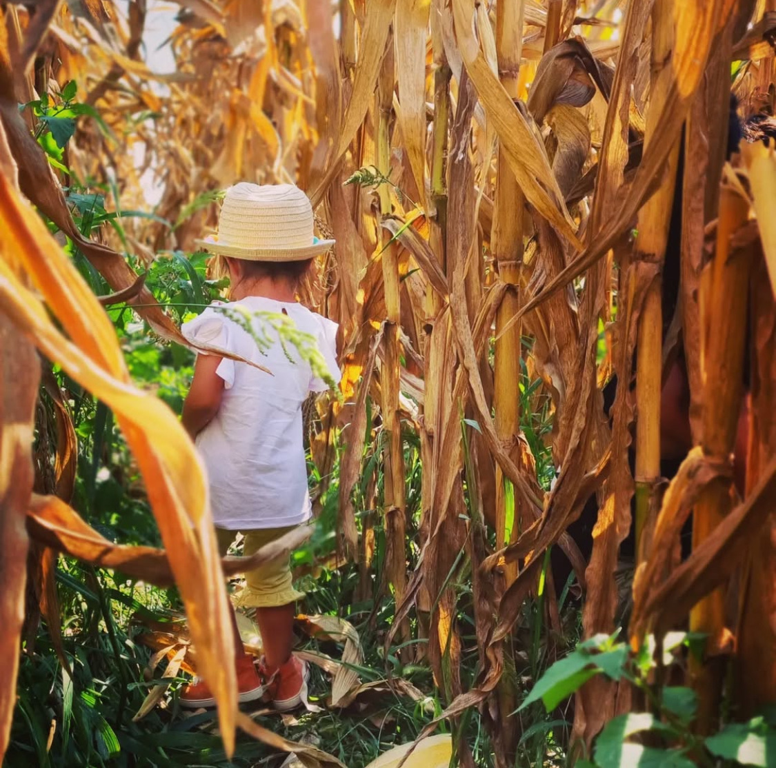 FESTA DEL MAIS IN FATTORIA: 27 e 28 settembre