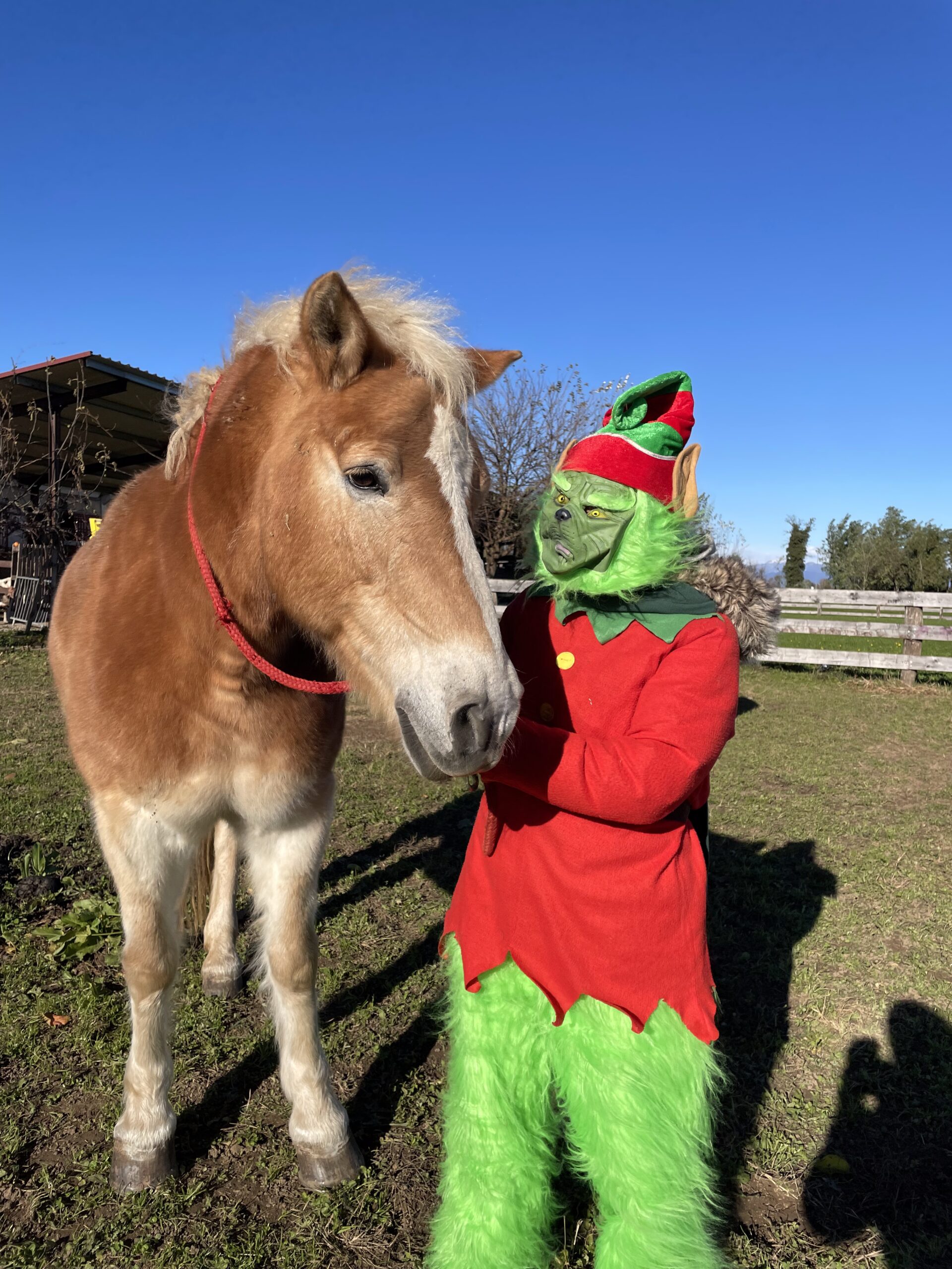 Natale in fattoria: dicembre 2025